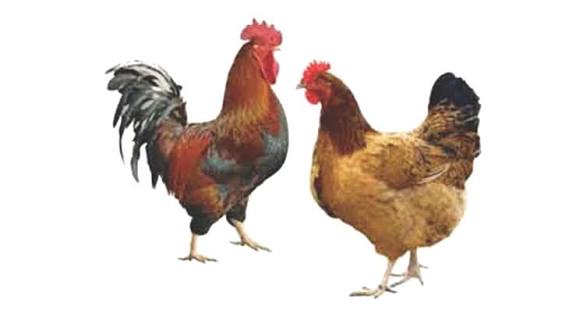 Deshi Chicken